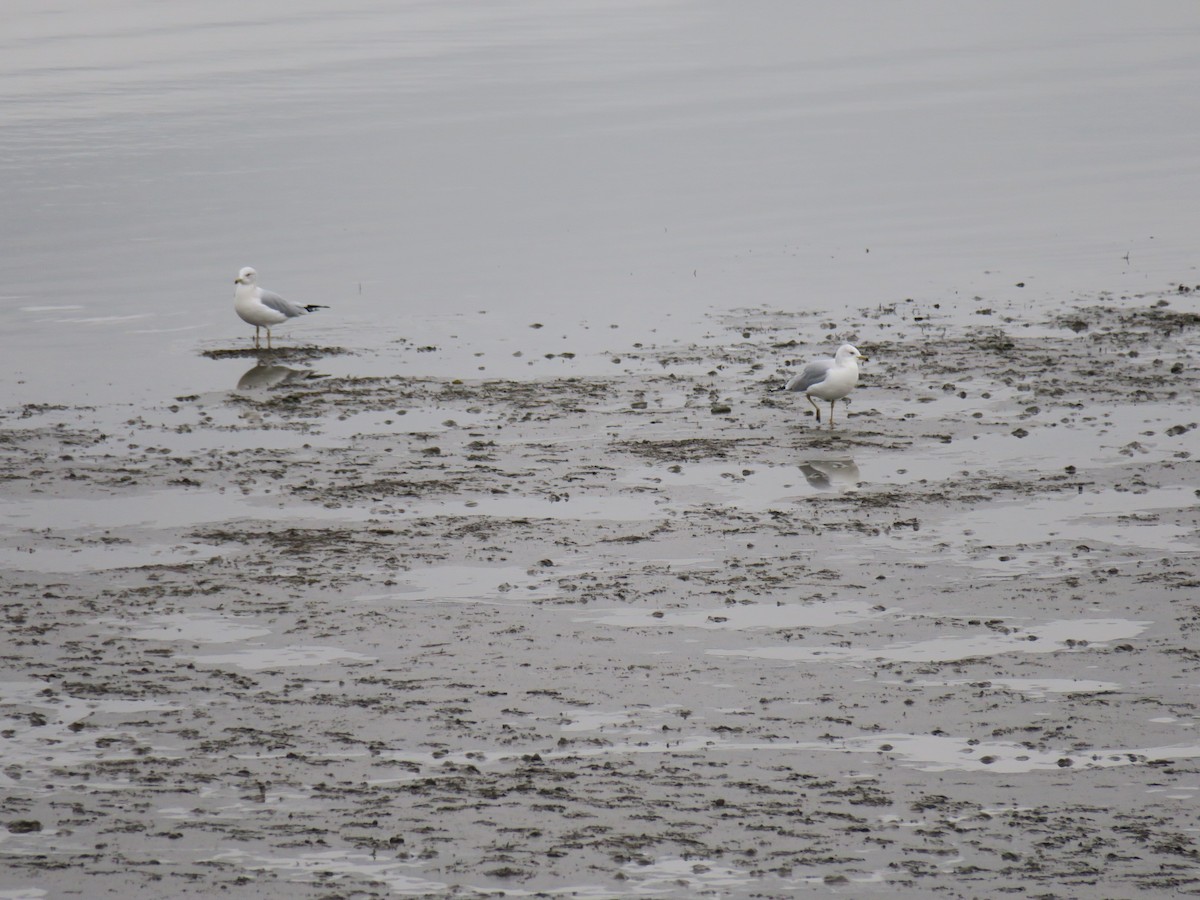 Gavina americana - ML646702067