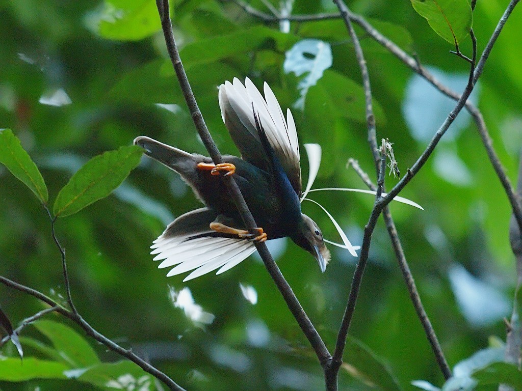 Standardwing Bird-of-Paradise - ML646702069