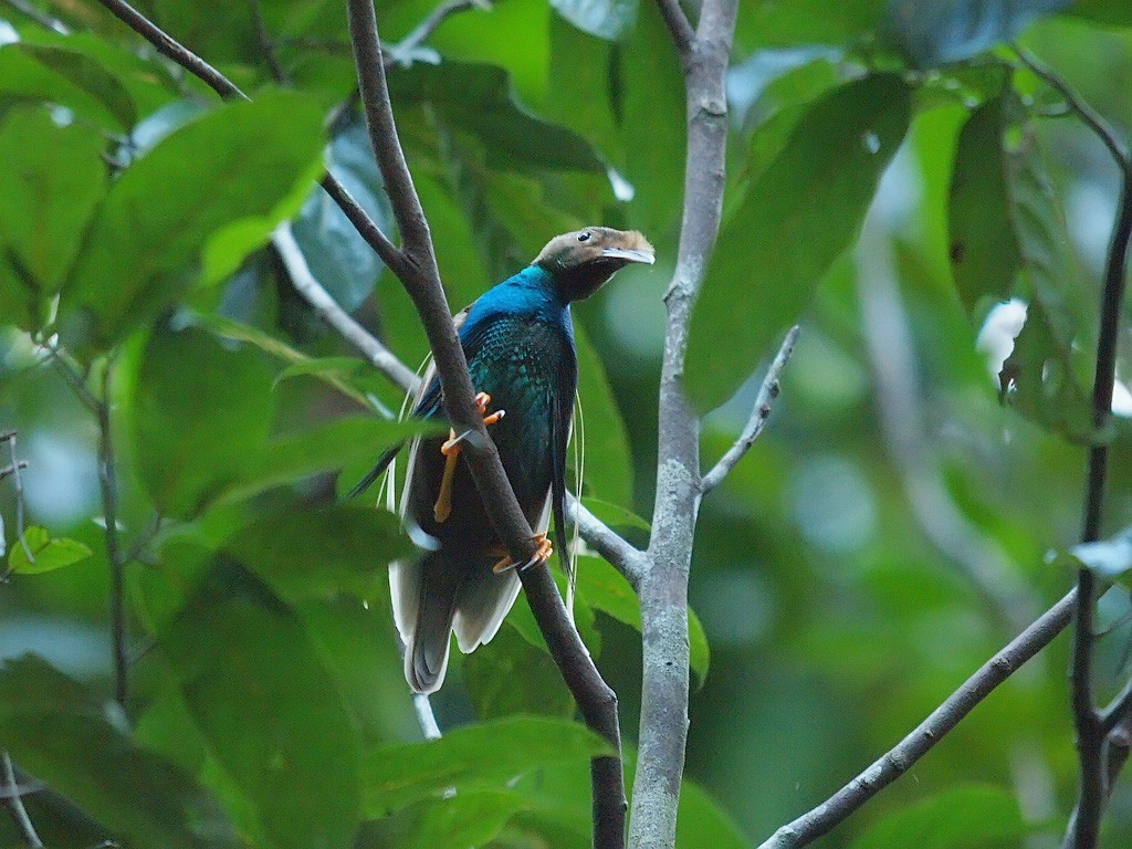 Standardwing Bird-of-Paradise - ML646702070
