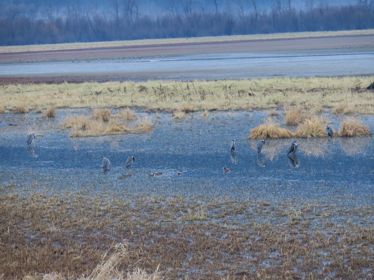 Great Blue Heron - ML646702071