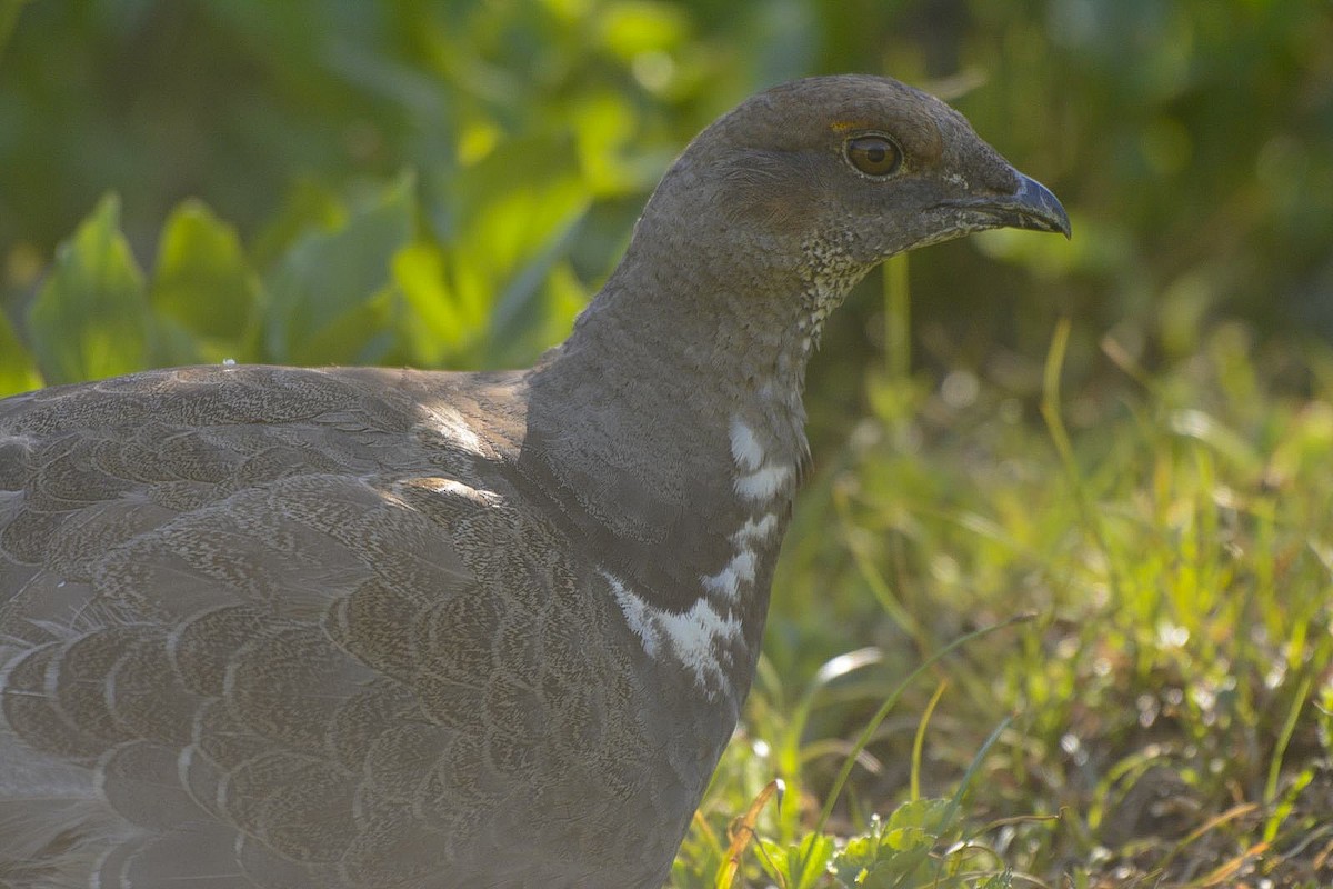 Dusky Grouse - ML646702072