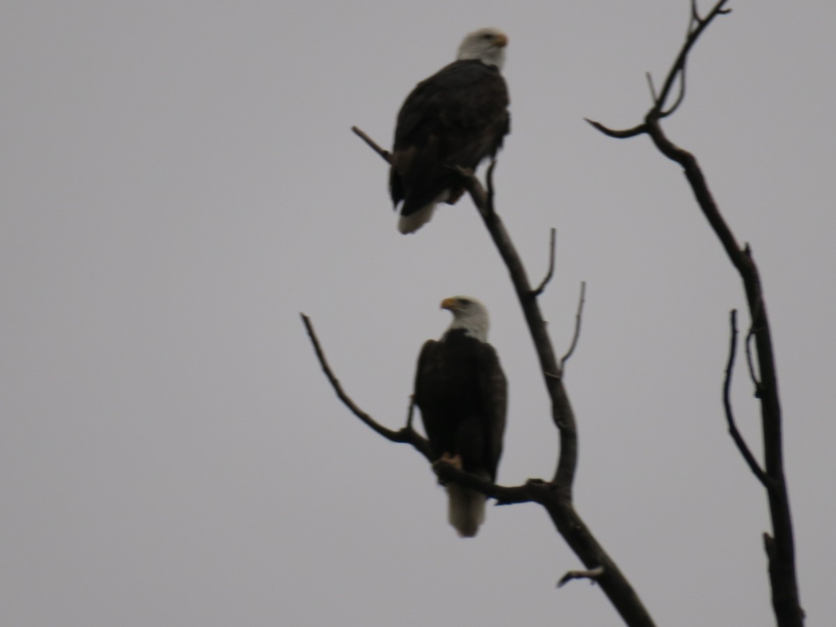 Bald Eagle - ML646702073