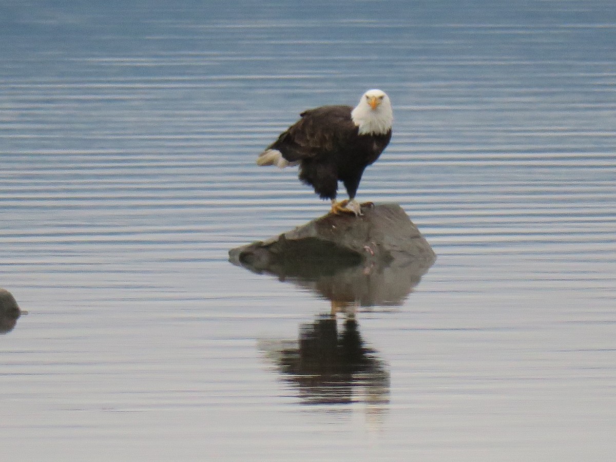 Bald Eagle - ML646702074