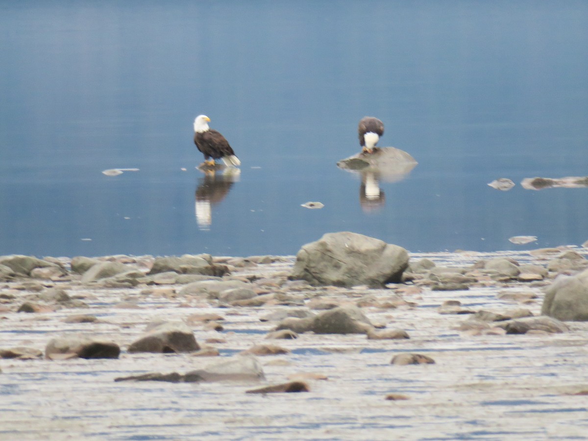 Bald Eagle - ML646702075
