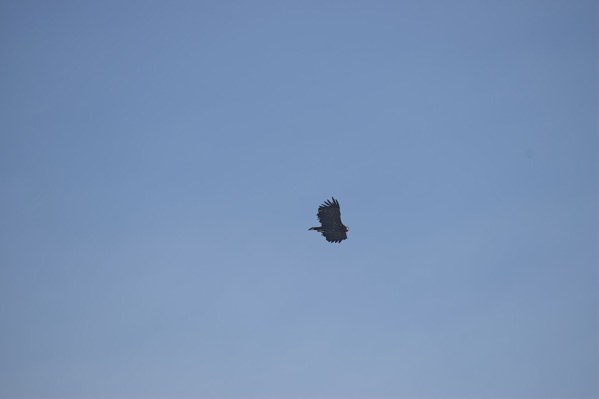 Цагаан сүүлт нөмрөг бүргэд - ML646702077