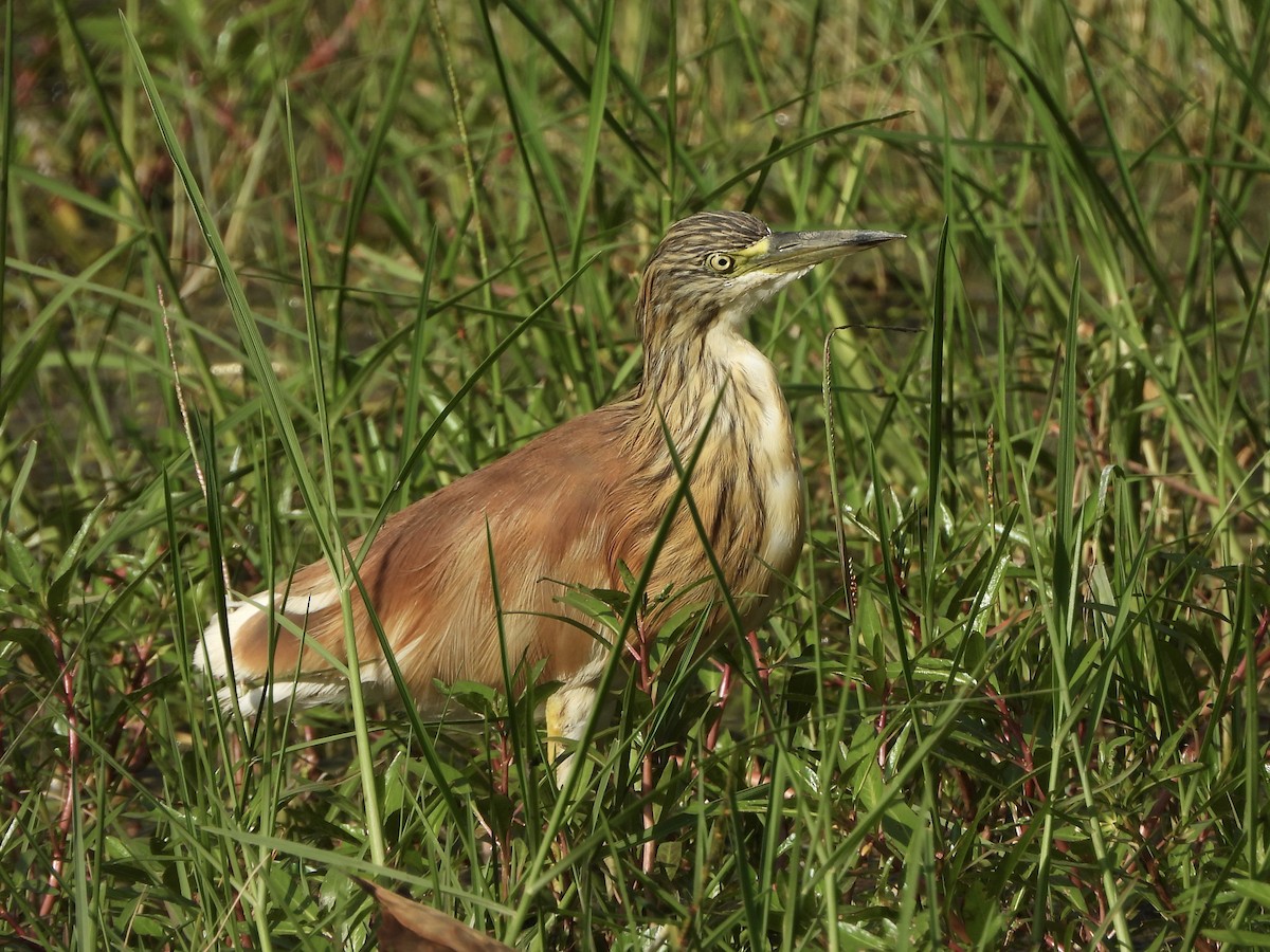 Koartzatxo karramarrozalea - ML646702079