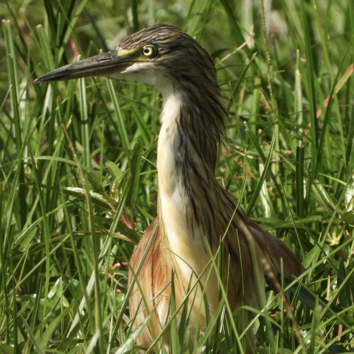 Koartzatxo karramarrozalea - ML646702080