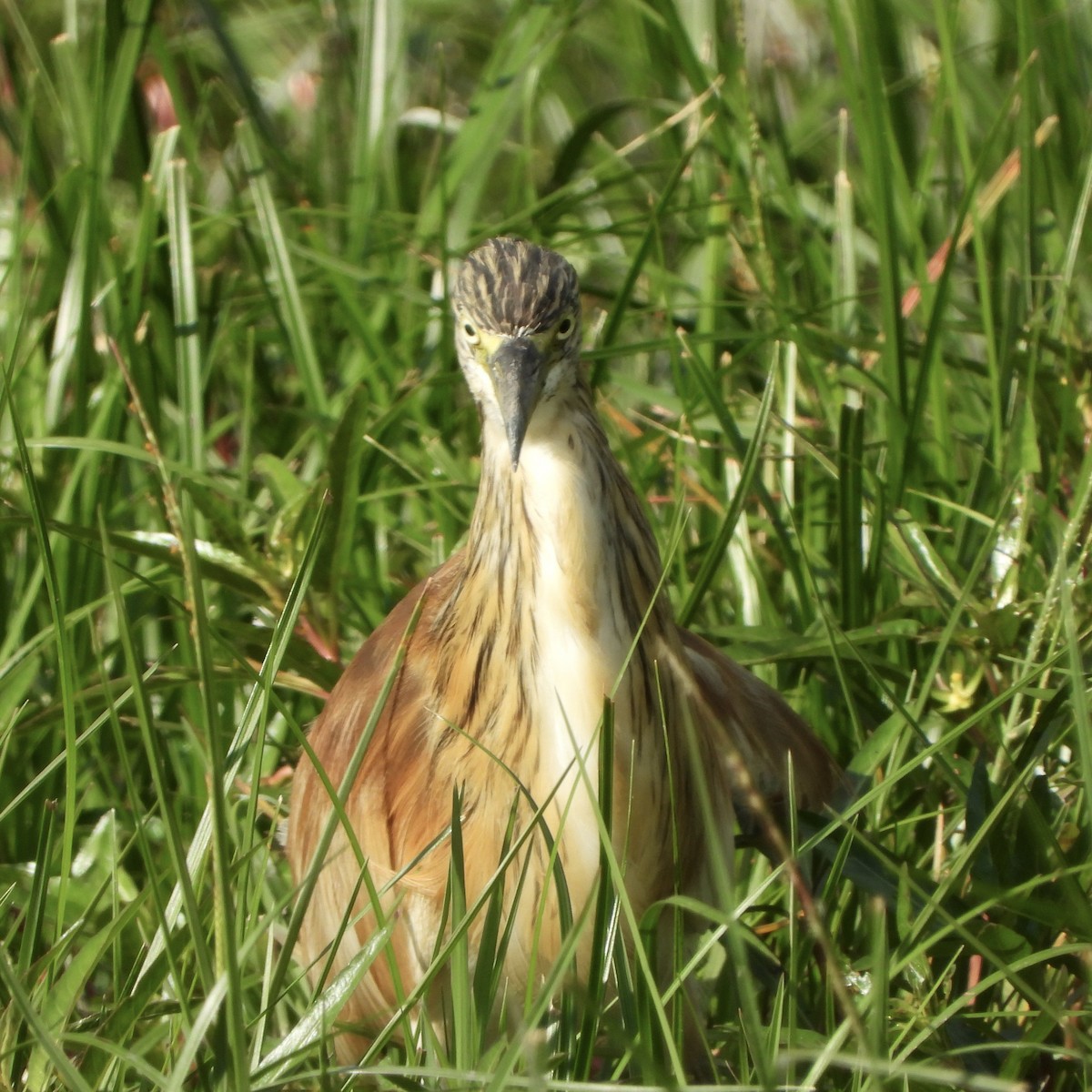 Koartzatxo karramarrozalea - ML646702081