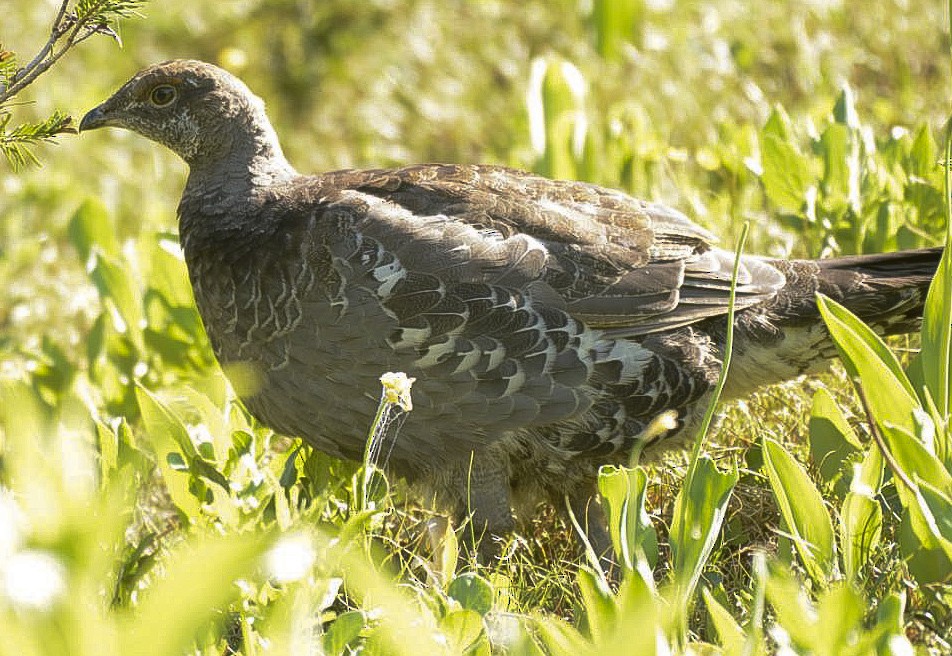 Dusky Grouse - ML646702082