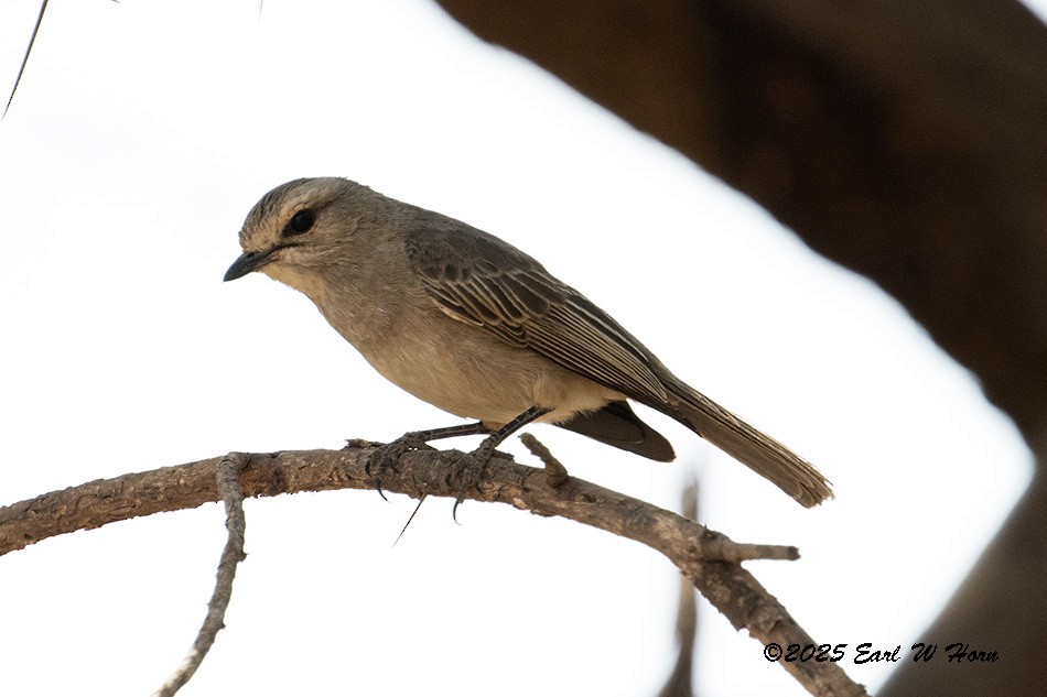Мухарка попеляста - ML646702083