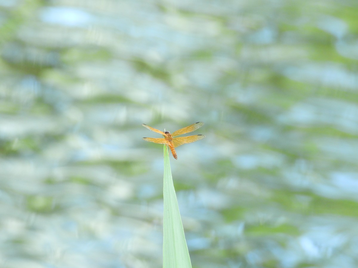 Insects - ML646702084