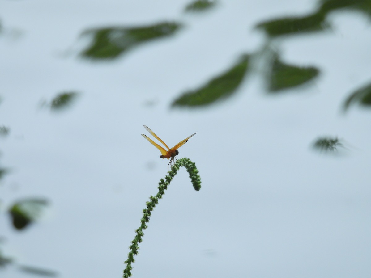 Dragonflies and Damselflies - ML646702085