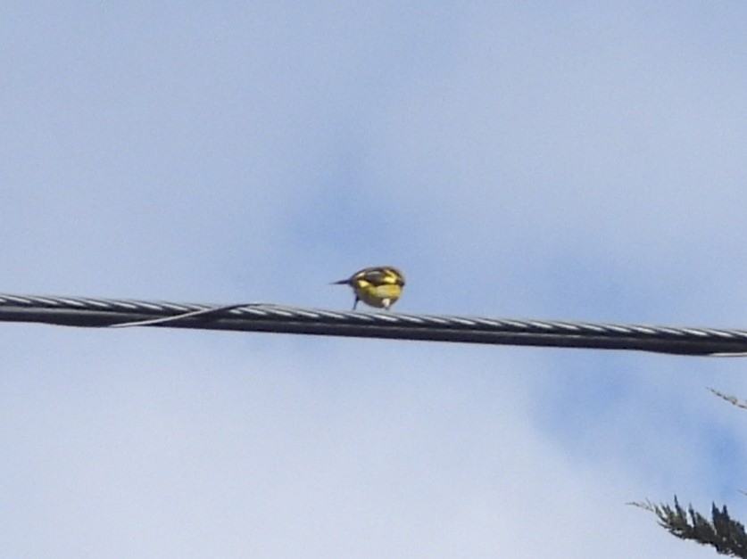 Hooded Siskin - ML646702086