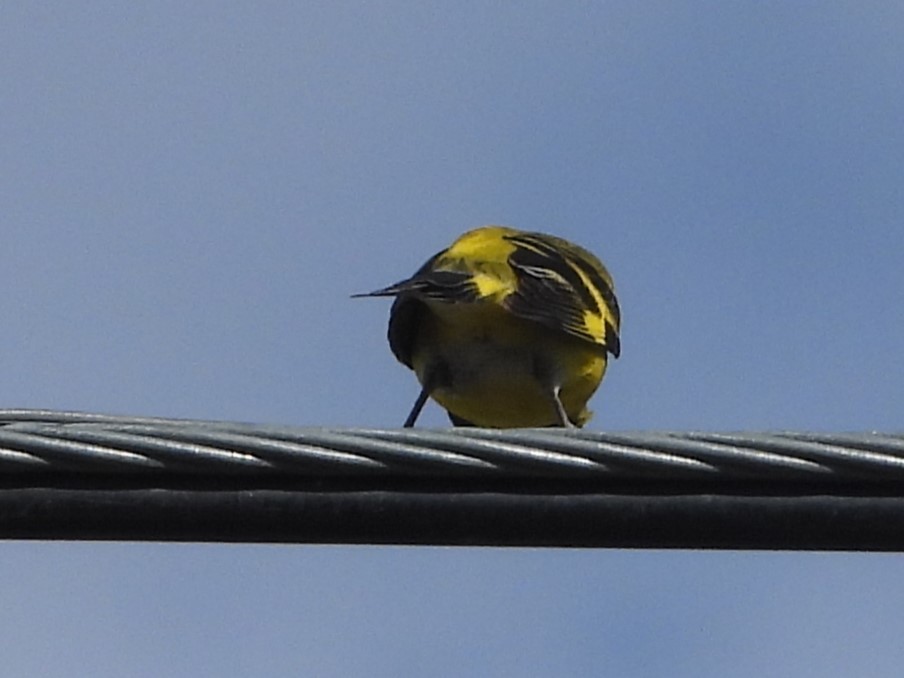 Hooded Siskin - ML646702087