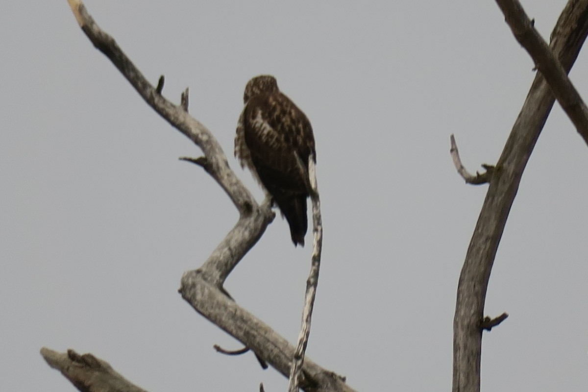 Poiana codarossa - ML646702088