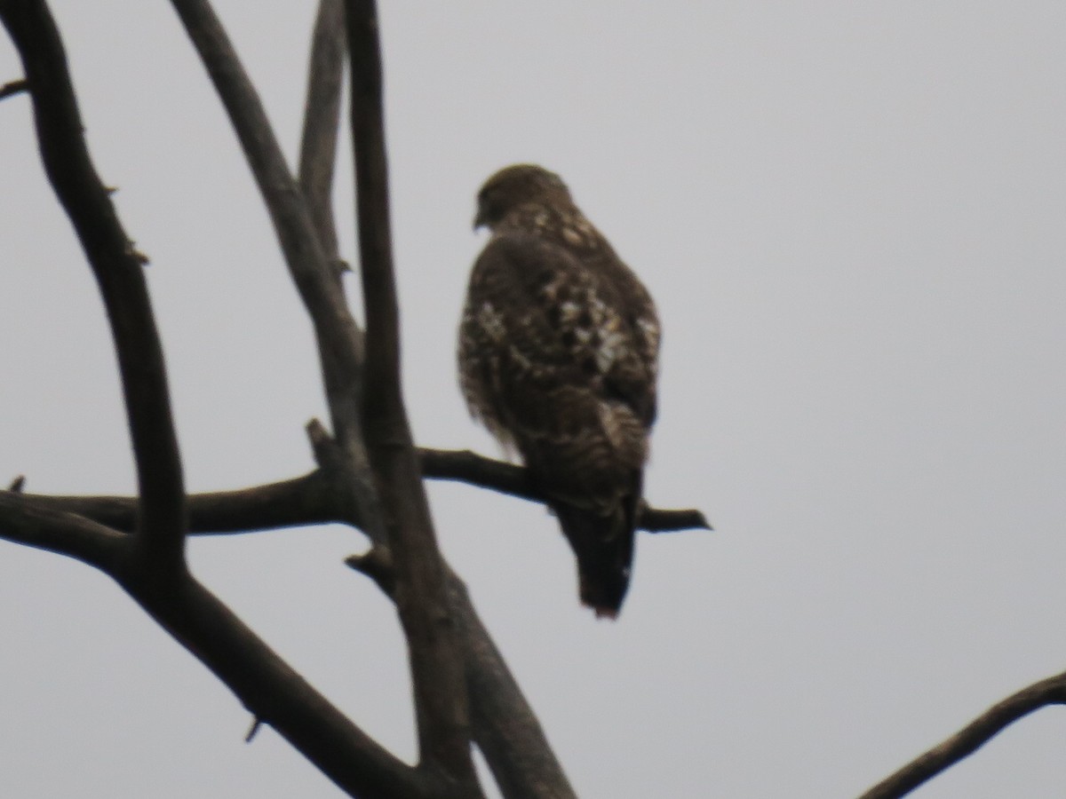 Poiana codarossa - ML646702089