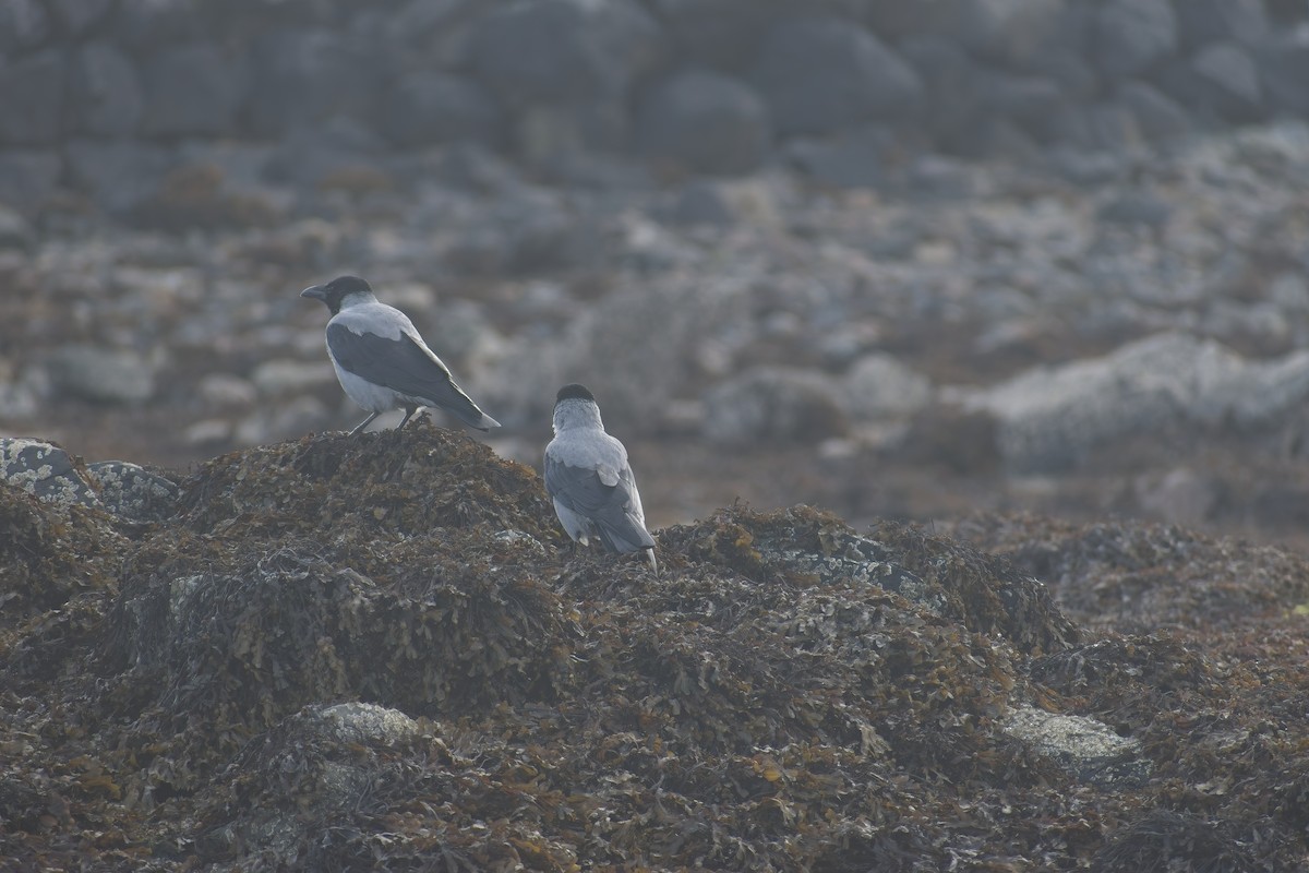 Bele txanoduna - ML646702093