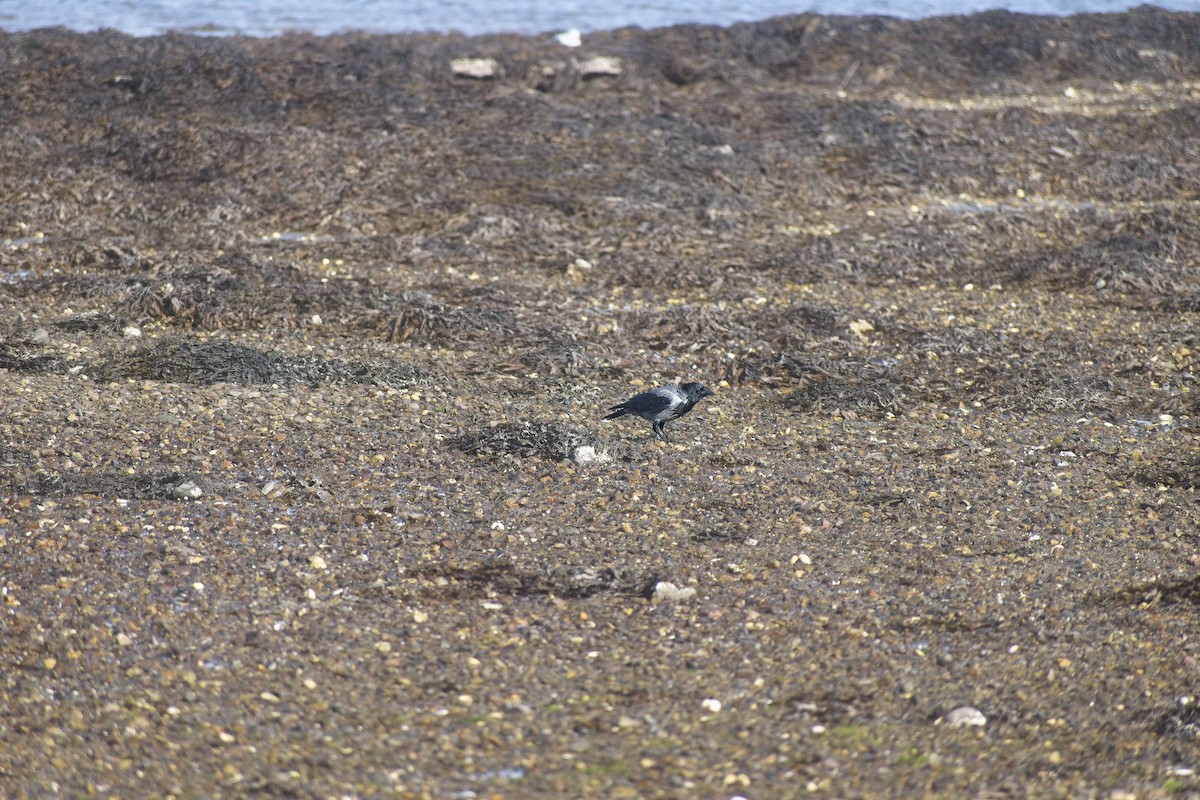 Bele txanoduna - ML646702094