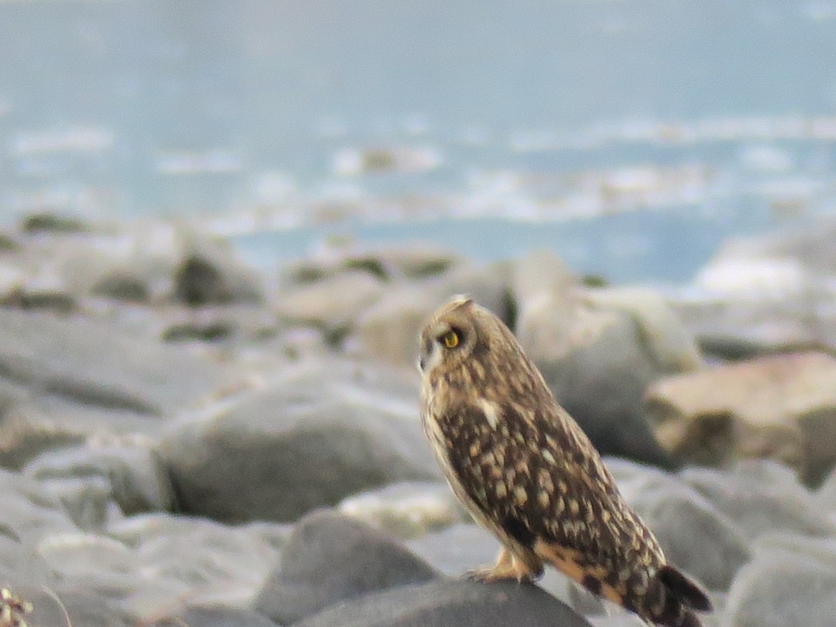 Gufo di palude - ML646702096