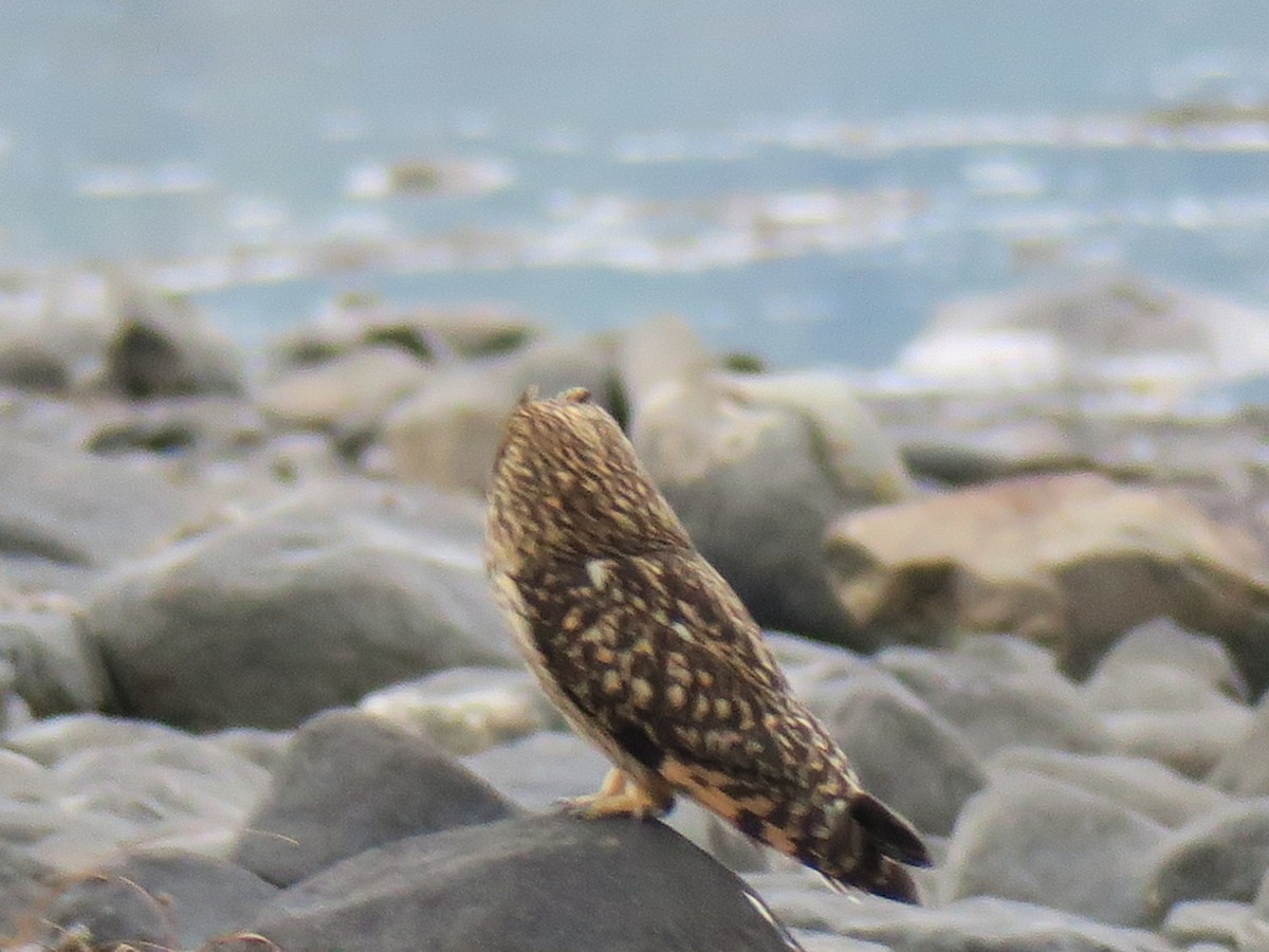 Gufo di palude - ML646702097