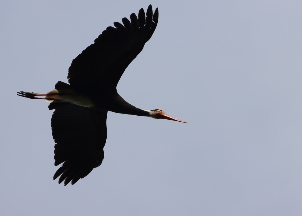 Storm zikoina - ML646702102