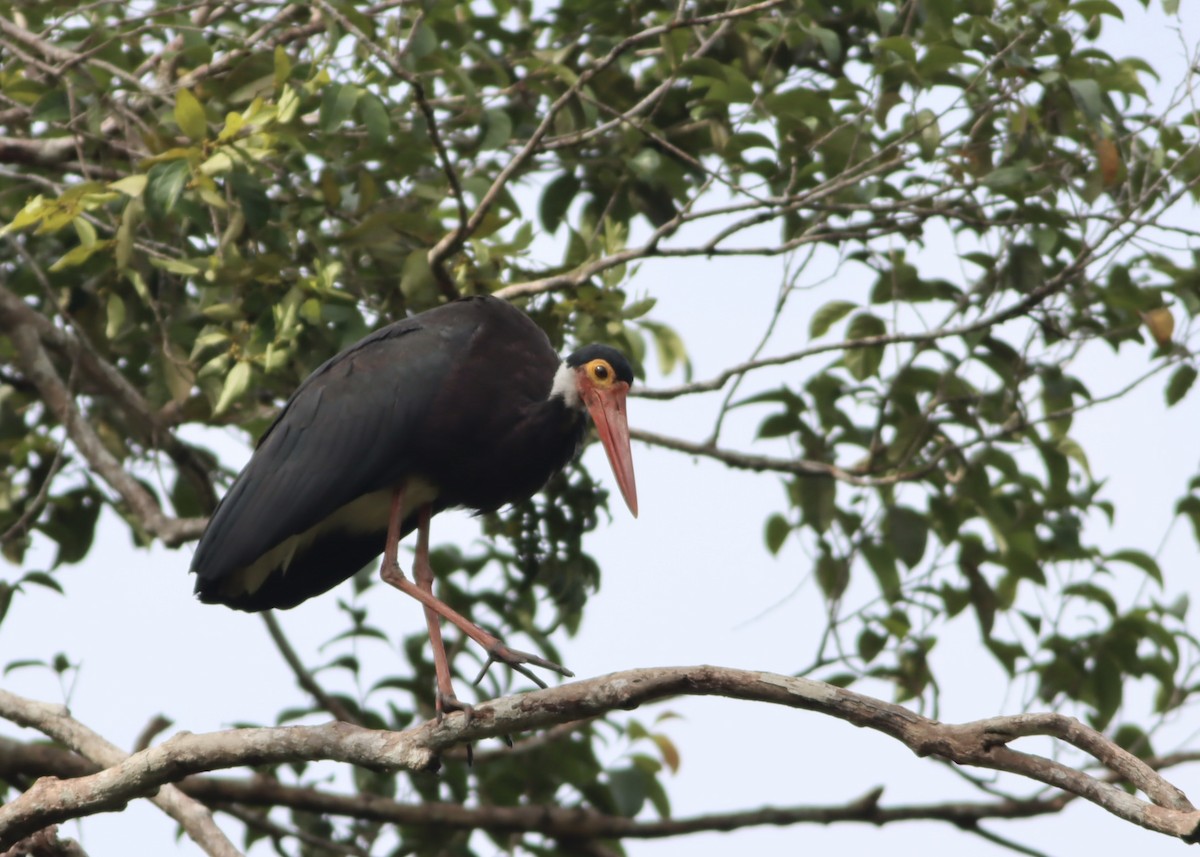 Storm zikoina - ML646702103