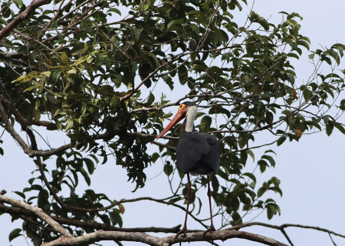 Storm zikoina - ML646702104