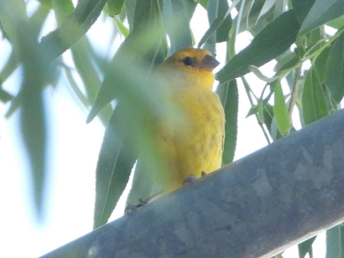 Saffron Finch - ML646702107