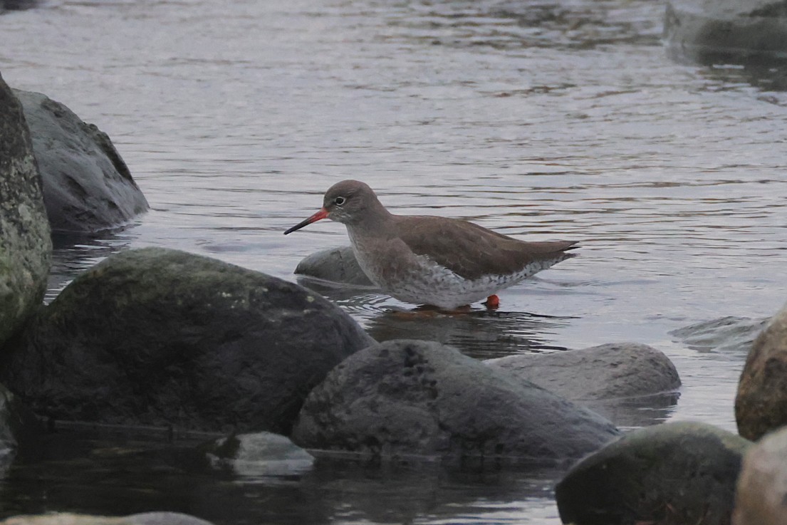 Bernagorri arrunta - ML646702108