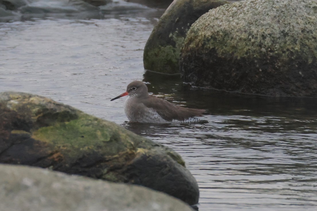 Bernagorri arrunta - ML646702109