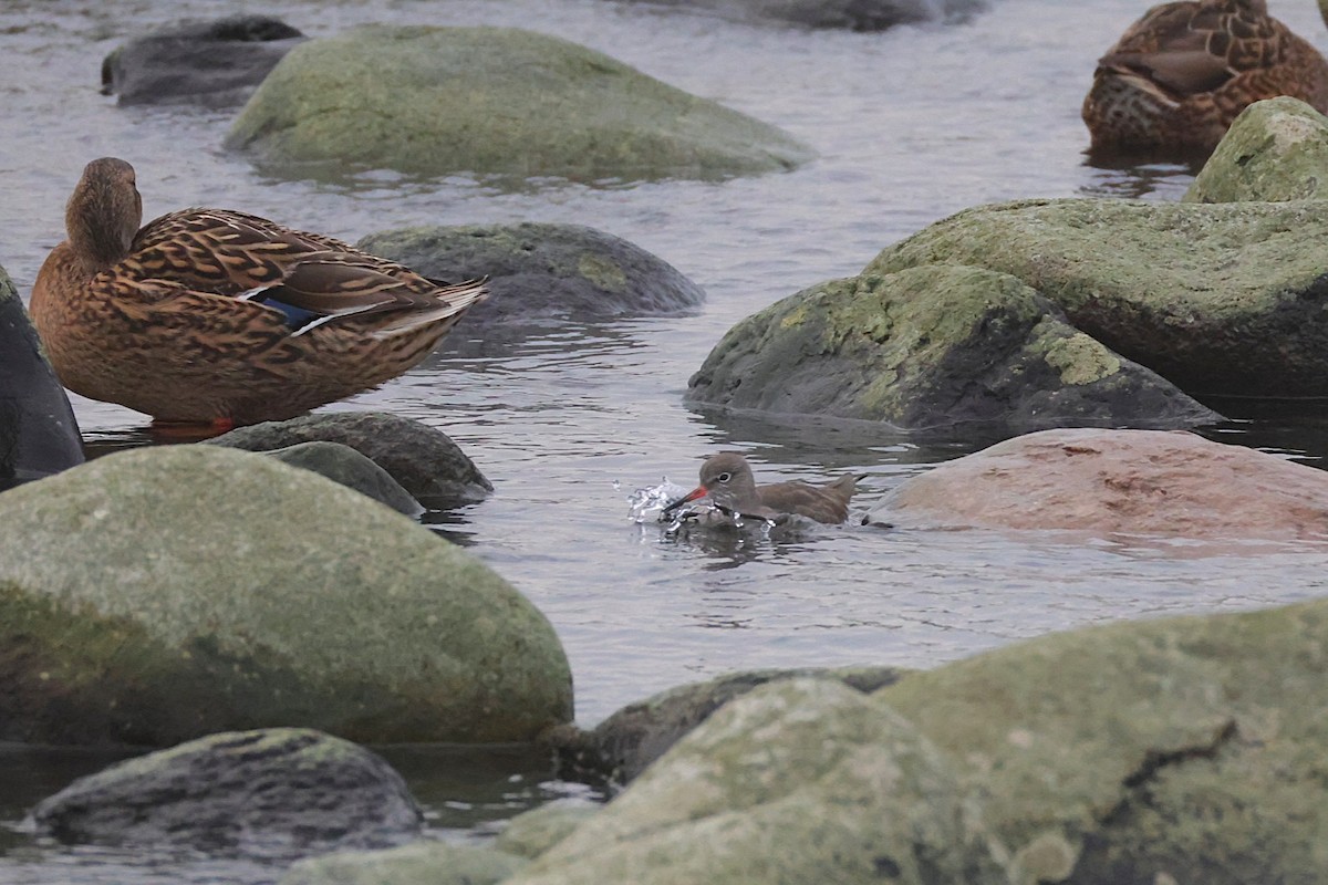 Bernagorri arrunta - ML646702110