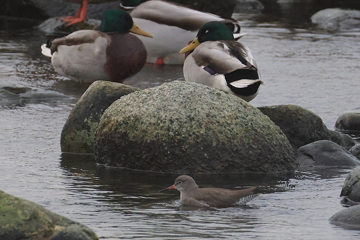 Bernagorri arrunta - ML646702111