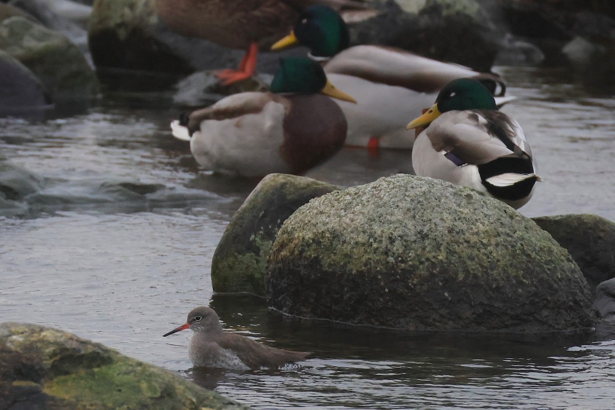 Bernagorri arrunta - ML646702112