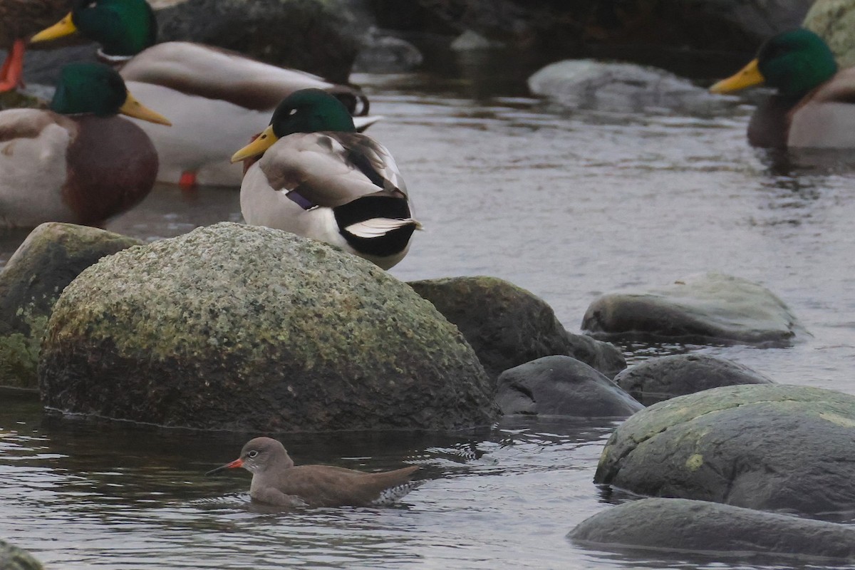 Bernagorri arrunta - ML646702113