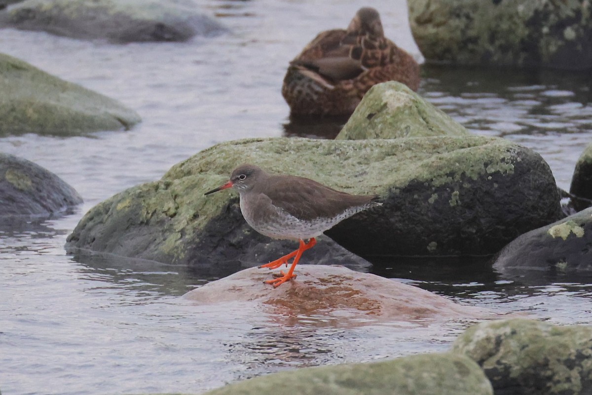 Bernagorri arrunta - ML646702114