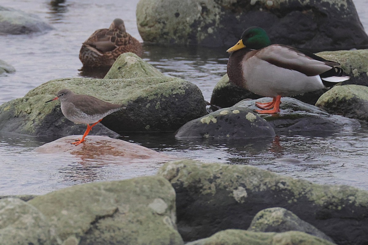 Bernagorri arrunta - ML646702115