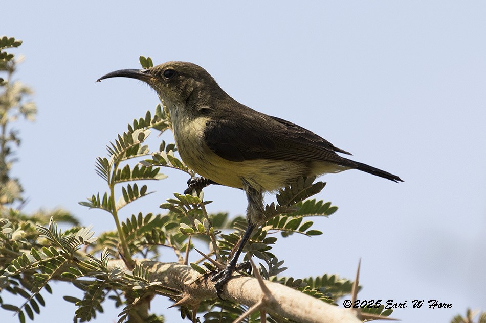 Variable Sunbird - ML646702116
