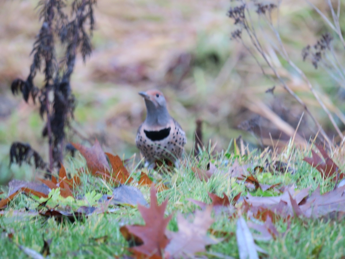 Northern Flicker - ML646702117