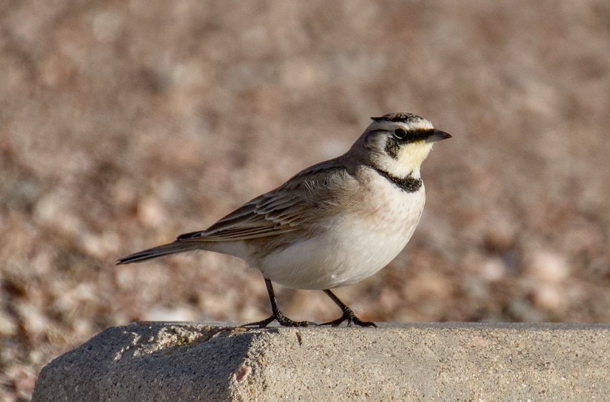 Hegatxabal adarduna - ML646702118