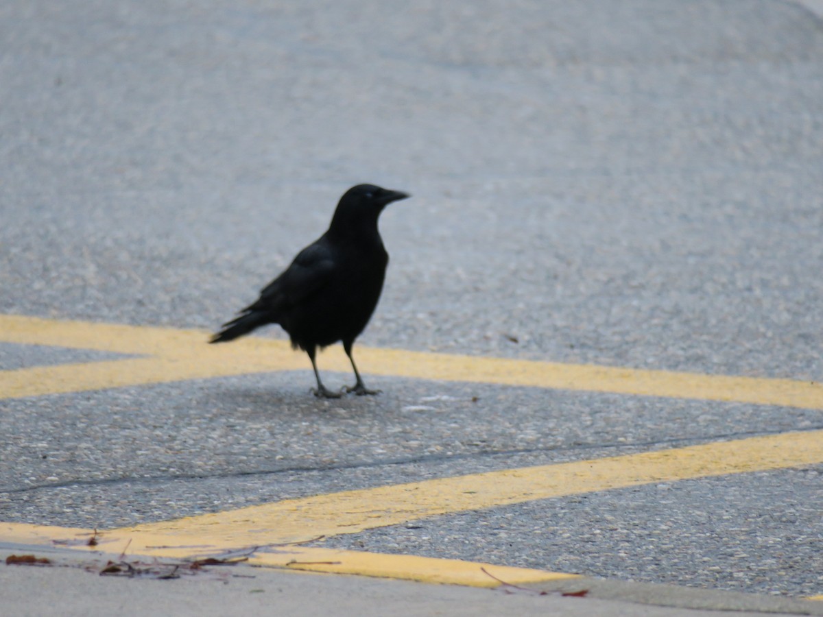American Crow - ML646702119
