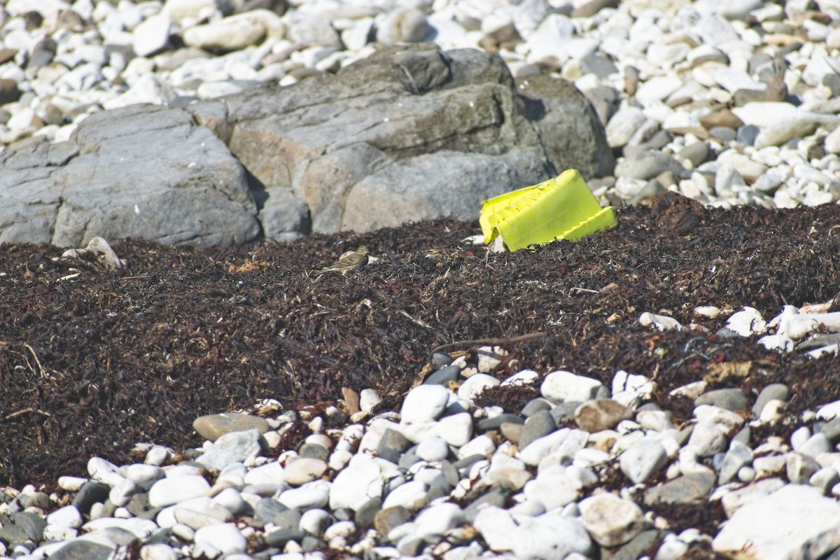 Itsas txirta - ML646702121