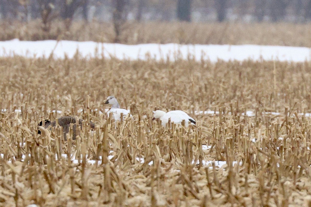 Elur-antzara - ML646702124