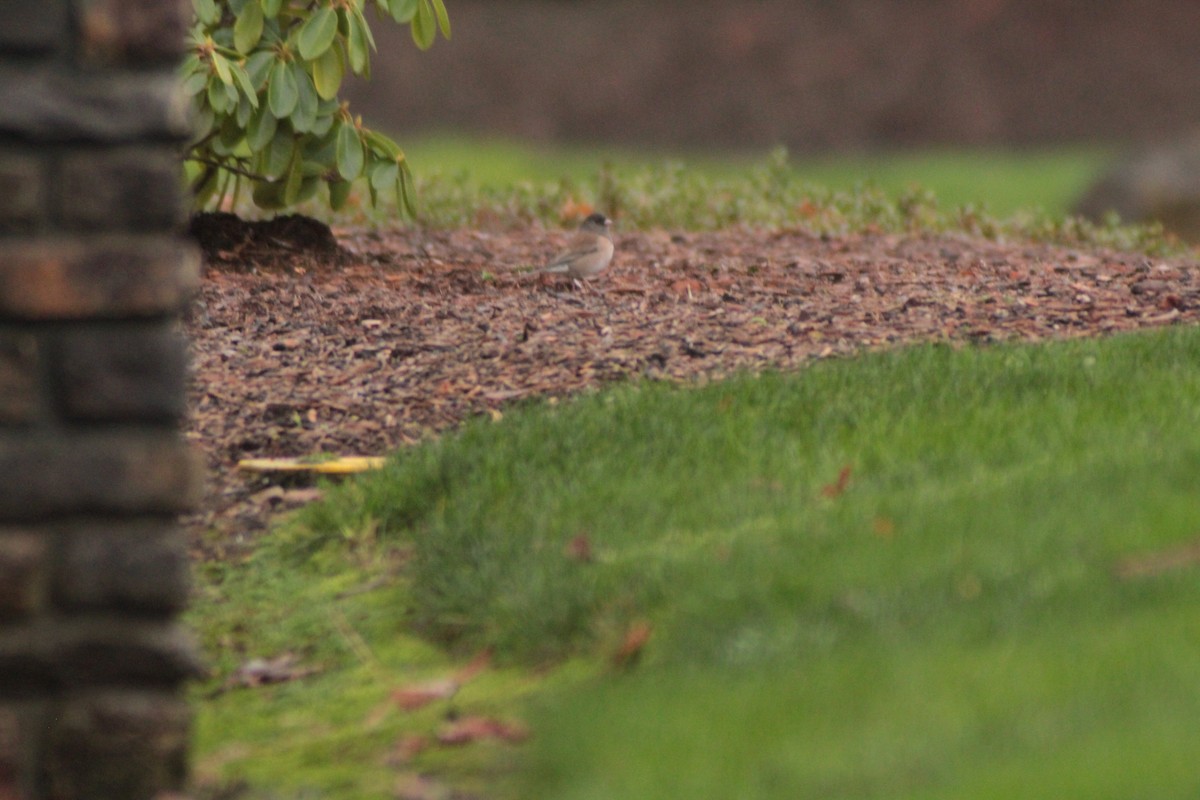 יונקו כהה-עין - ML646702125