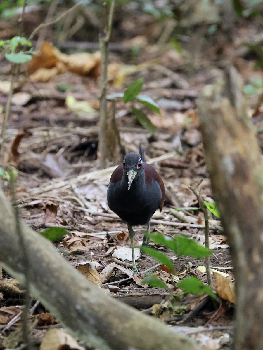 Blue-faced Rail - ML646702127