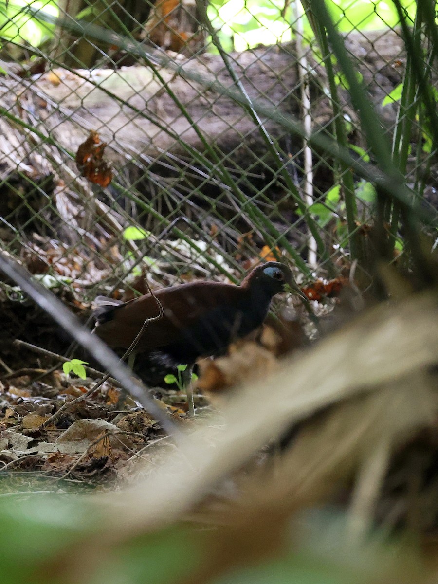 Blue-faced Rail - ML646702128