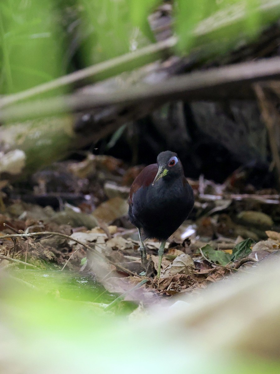 Blue-faced Rail - ML646702129