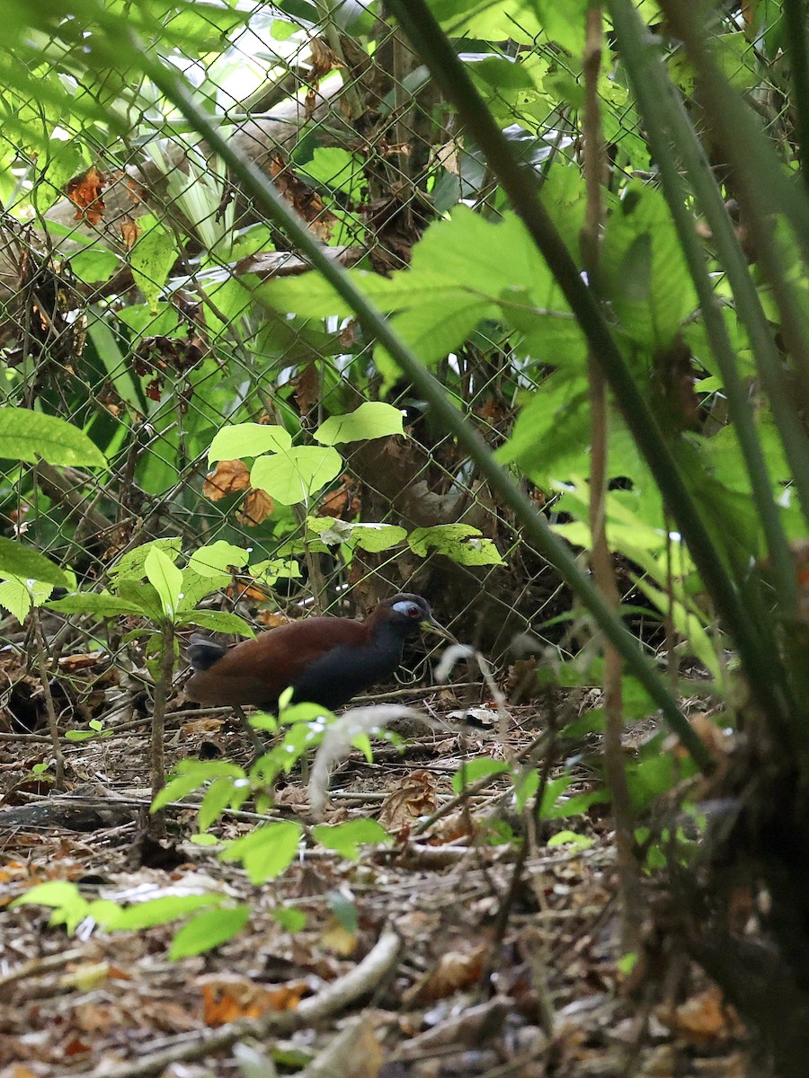 Blue-faced Rail - ML646702130