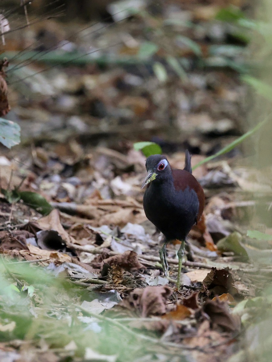 Blue-faced Rail - ML646702131