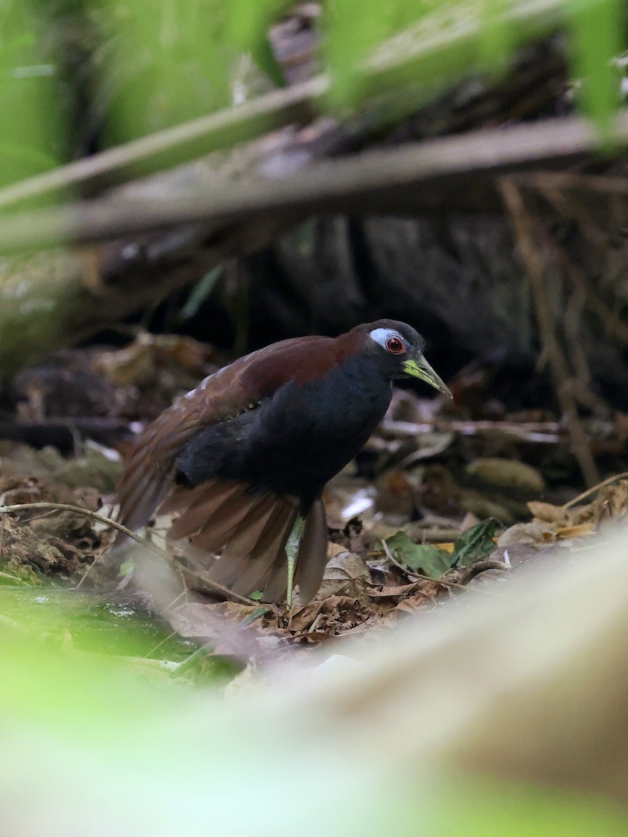 Blue-faced Rail - ML646702132