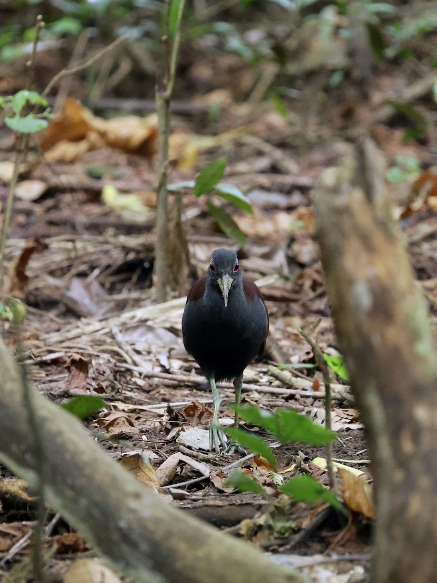 Blue-faced Rail - ML646702134